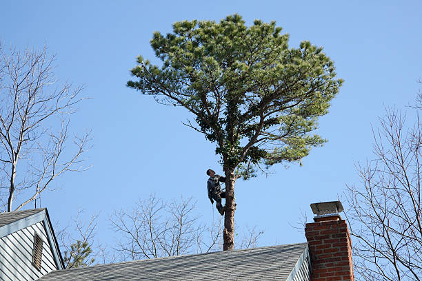 How Our Tree Care Process Works  in  Nixon, PA