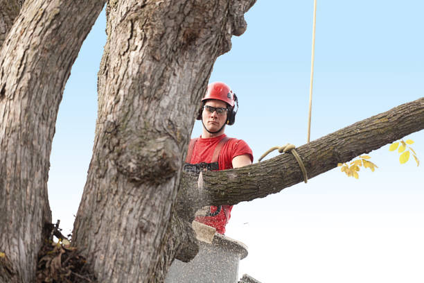 Reliable Nixon, PA Tree Removal Services Solutions